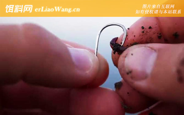 蚯蚓钓鱼:挂钩方法
