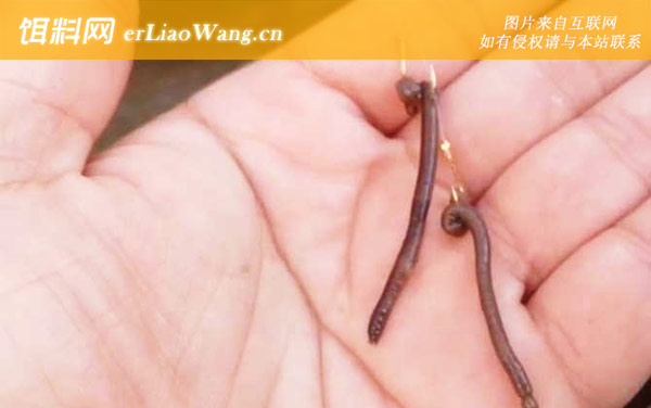 蚯蚓钓鱼:挂钩方法