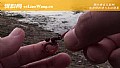 《蚯蚓钓鱼效果怎么样?》封面图