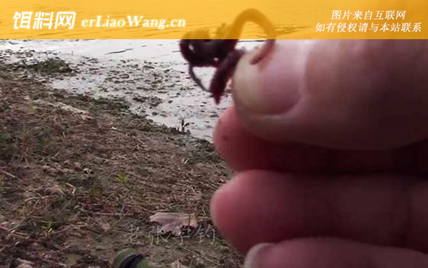 蚯蚓钓鱼:适钓鱼种