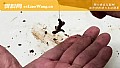 《蚯蚓钓鱼最大忌讳是什么?》封面图