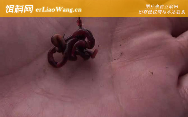 蚯蚓钓鱼:忌瘟蚯蚓