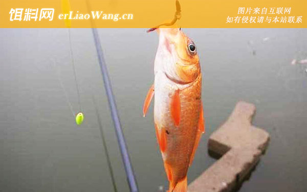 蚯蚓野钓:调漂过程