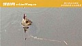 《野钓用蚯蚓能钓到大鱼吗?》封面图