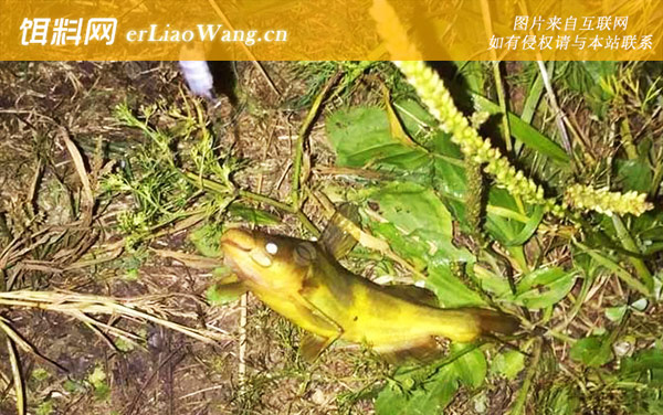 蚯蚓野钓:作钓技巧