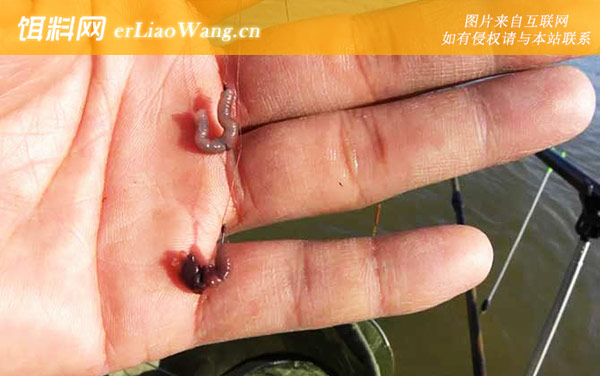 蚯蚓野钓:适钓鱼种