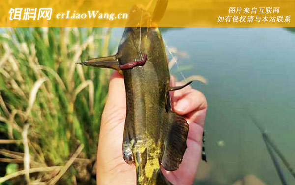 蚯蚓钓鱼:挂钩方法