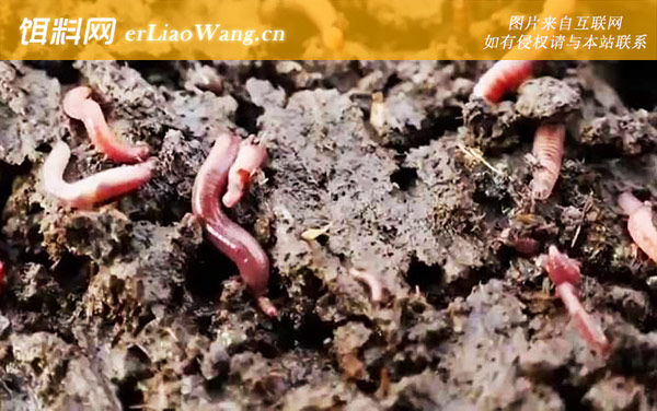 蚯蚓:适钓鱼种