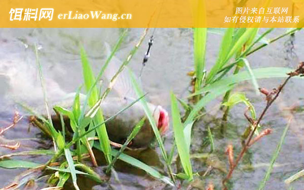 红蚯蚓钓什么鱼最好-罗非鱼