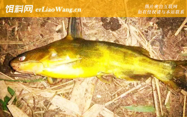 蚯蚓钓鱼:品种对比