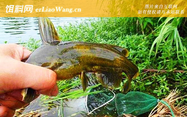 蚯蚓钓鱼:作钓技巧