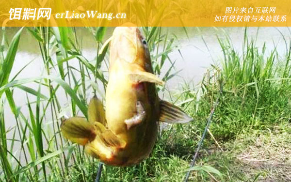 蚯蚓钓鱼:适用场景