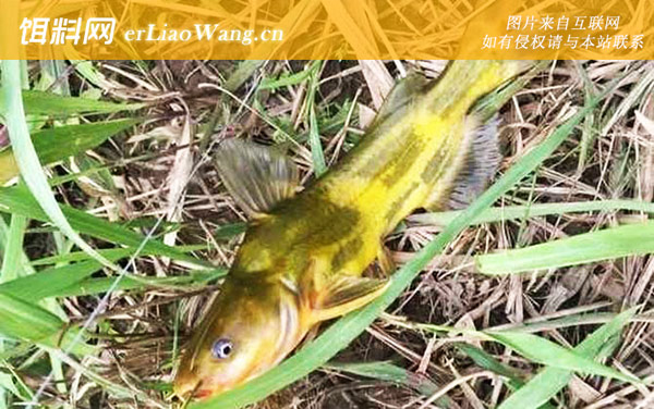 蚯蚓钓鱼:作钓技巧