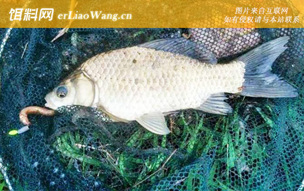 蚯蚓钓鱼:钓点选择