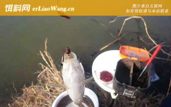 蚯蚓钓鱼:窝料选用