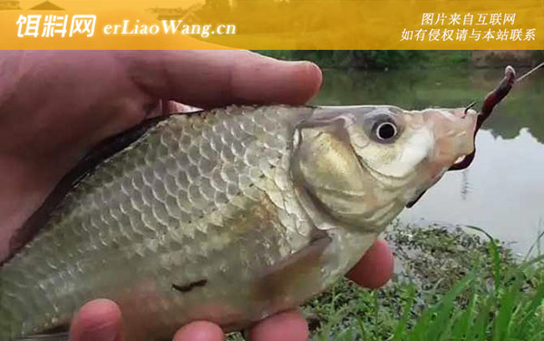 蚯蚓钓鱼:作钓技巧