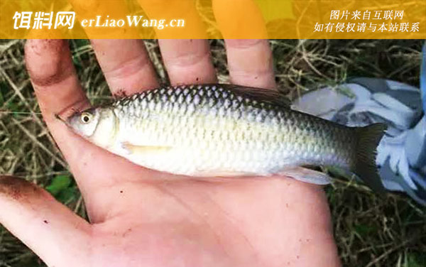 蚯蚓钓鱼:挂钩方法