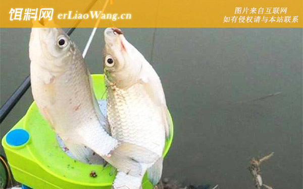 蚯蚓钓鱼:作钓技巧