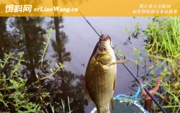 蚯蚓钓鱼:适钓鱼种