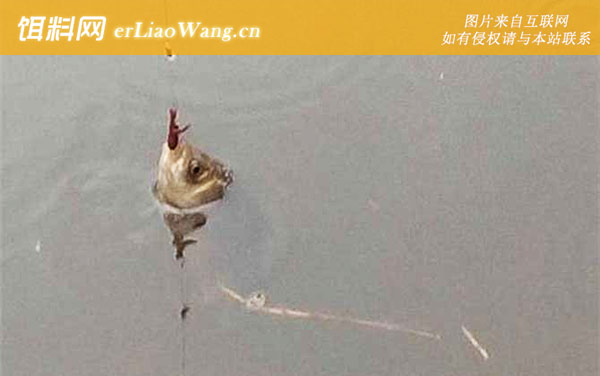 蚯蚓钓鱼:挂钩方法