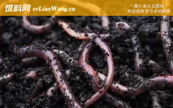 蚯蚓:适钓鱼种