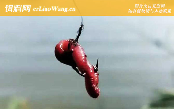 蚯蚓钓鱼:挂钩方法