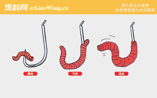 水库蚯蚓钓鱼技巧和方法-挂钩方法