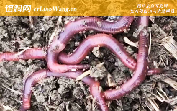 蚯蚓野钓:适钓鱼种