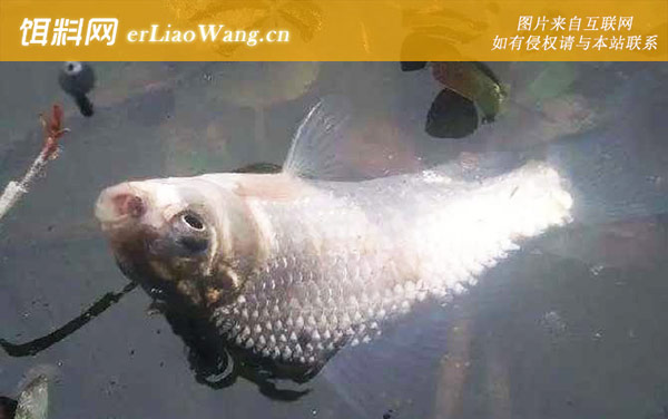 蚯蚓钓鱼:窝料选用