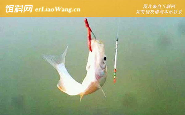 蚯蚓钓鱼:作钓技巧