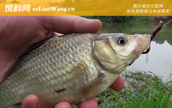 蚯蚓钓鱼:适钓鱼情