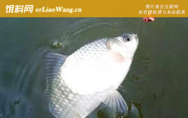 钓鲫鱼用蚯蚓好还是饵料好-适用场景