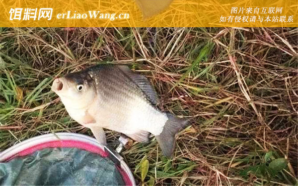 钓鲫鱼用蚯蚓好还是饵料好-选用技巧