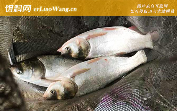 鲢鳙:鲢鳙饵料配方