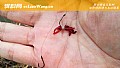 《红虫是什么的幼虫？》封面图