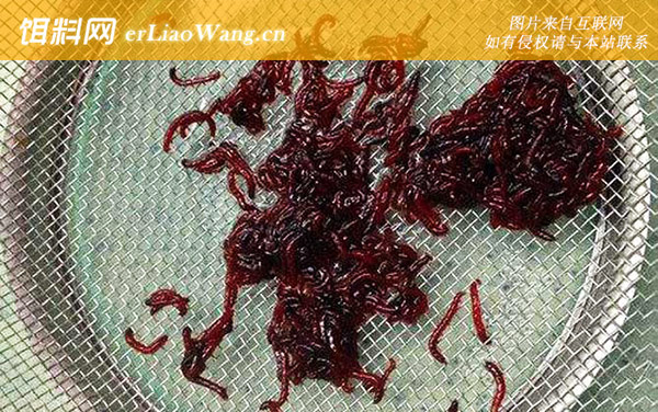 红虫是什么的幼虫-物种鉴别