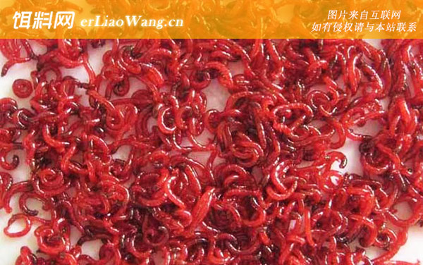 红虫:摄食习性