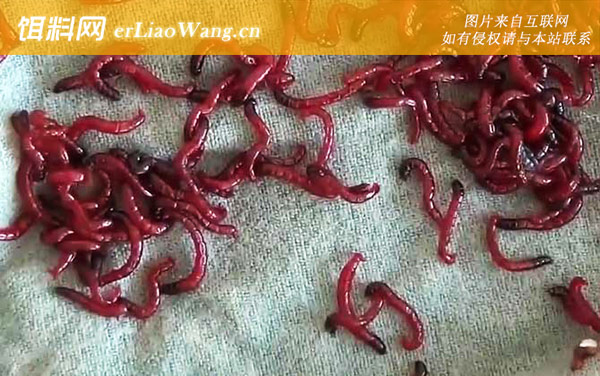 钓鱼红虫怎么养-饲养方法