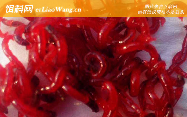 红虫怎么繁殖出来的-生态价值