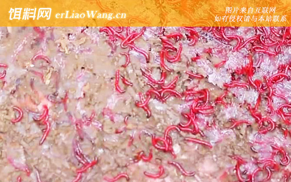 红虫生活在那种环境里-生态价值