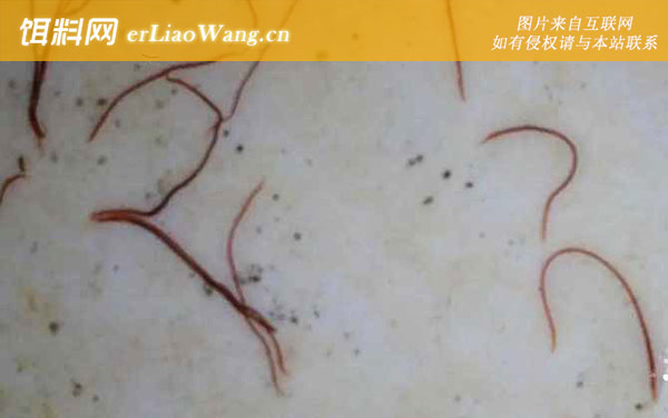 红线虫:摄食习性