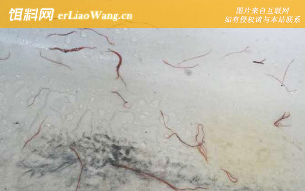 红线虫:生态作用