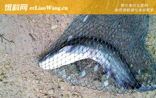 红虫钓什么鱼效果最好-鲶鱼
