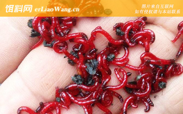 红虫钓鱼:调漂方法