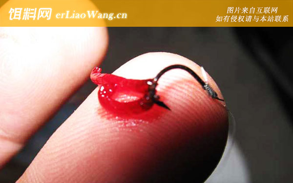 红虫钓鱼:挂钩方法