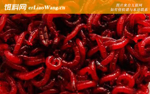 红虫钓鱼:适钓鱼种