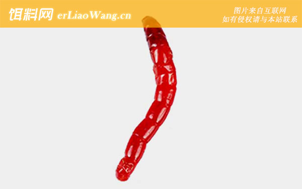 红虫钓鱼:公母鉴别