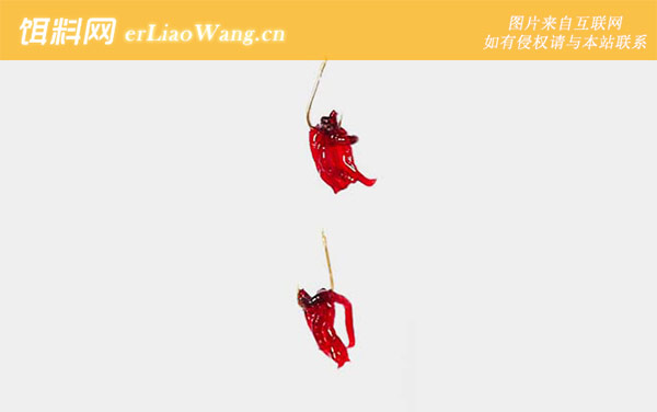 红虫钓鱼:挂钩方法