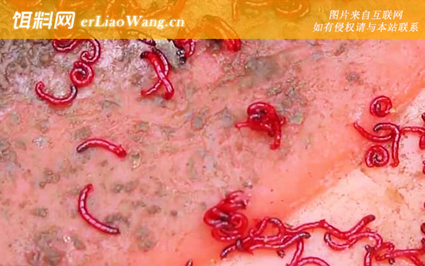 红虫钓鱼:挂钩方法