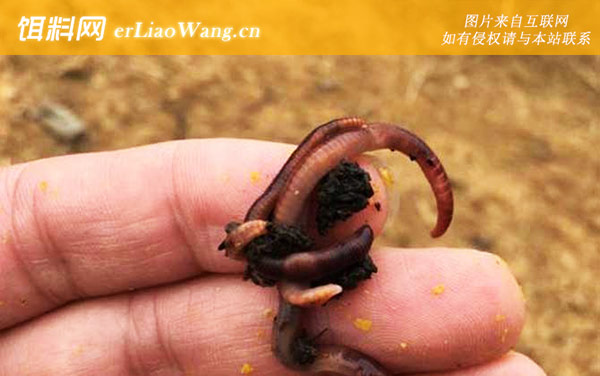 红虫:特点对比